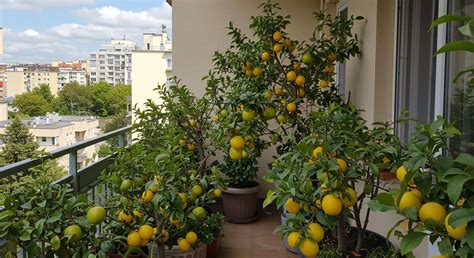 Arbres fruitiers en conteneur sur un balcon