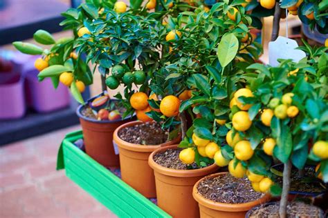Différentes variétés de fruits adaptées à la culture en pot