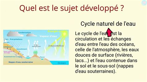 Schéma explicatif de la structure d'un jardin en sous-bois avec répartition des bulbes selon l'ensoleillement filtré