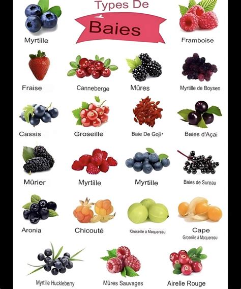 Bonsaï de Syzygium avec ses baies rouges caractéristiques