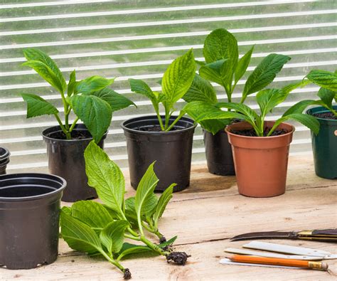 Boutures de plantes dans des petits pots