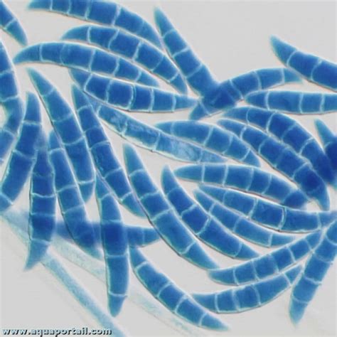 Champignon Fusarium microscopique