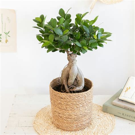 Racines de Ficus Ginseng dans un petit pot