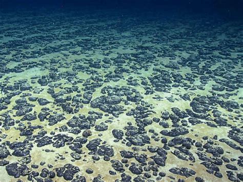 Photographie de nodules polymétalliques prélevés sur le plancher océanique