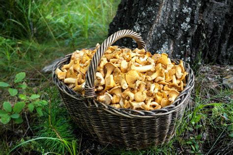 Girolles fraîches dans un panier