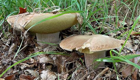 Comparaison visuelle entre un cèpe comestible et un bolet toxique
