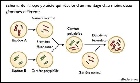Schéma de la polyploïdie