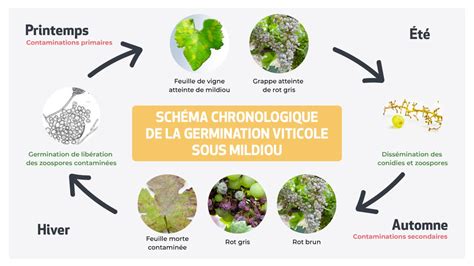 Schéma du cycle biologique du mildiou de la vigne