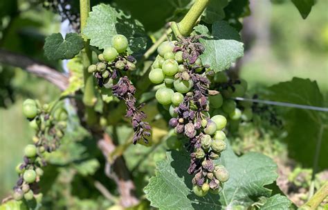 Effets du rot brun sur les grappes de raisin