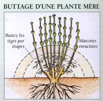 Schéma de buttage des poireaux