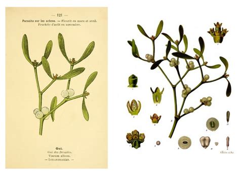 Illustration botanique du gui, montrant ses feuilles, ses fleurs et ses fruits