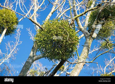 Image d'une boule de gui décorative accrochée