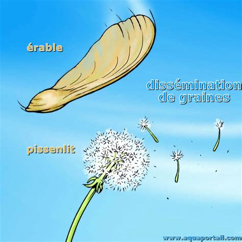 Schéma illustrant le cycle de vie du gui et sa dissémination par les oiseaux