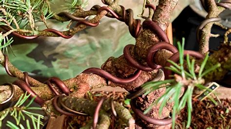 Étapes de la ligature d'une branche de bonsaï