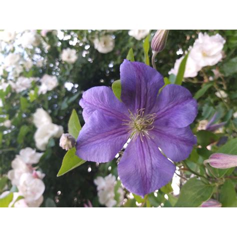 cliché rapproché d'une fleur de clématite viticella
