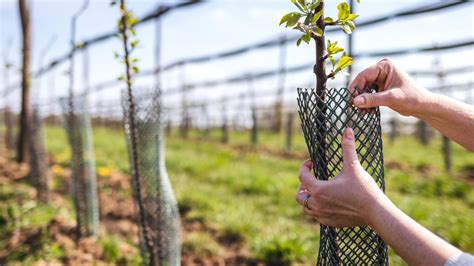 Schéma illustrant la protection hivernale d'un jeune arbre fruitier avec voile et paillage