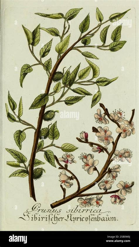 illustration botanique d'un abricotier en fleurs et en fruits