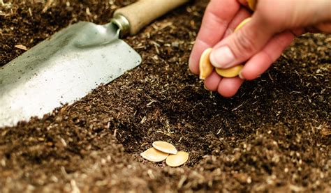 Photographie montrant la technique du semis en poquet dans un potager