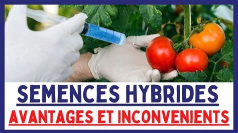 Infographie comparant les avantages des semences libres par rapport aux variétés hybrides