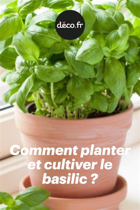 tableau comparatif des exigences de culture du basilic en pot