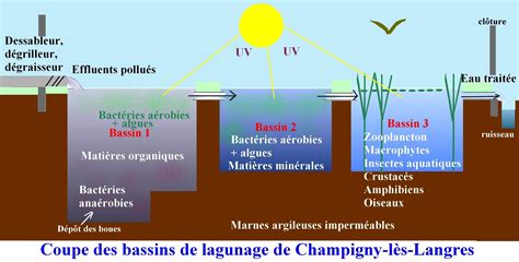 Schéma de fonctionnement d'un bassin naturel avec zone de baignade et zone de lagunage