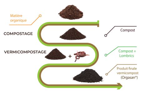 Schéma illustrant le cycle du vermicompostage domestique