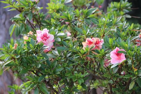Calendrier saisonnier des soins du Rhododendron Simsii