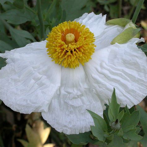 Illustration botanique détaillée de Romneya coulteri montrant ses feuilles pennatifides et ses grandes fleurs blanches à cœur jaune