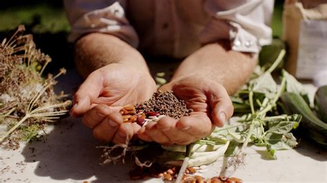 semences dans les mains d'un jardinier
