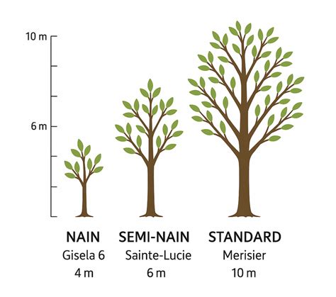Infographie montrant l'influence du porte-greffe sur la taille finale de l'arbre (nain, semi-nain, standard).