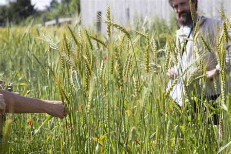 Photographie de mains paysannes triant des variétés anciennes de céréales dans le Berry