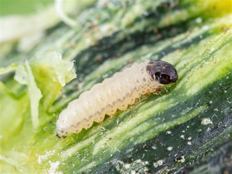 Larve de perceur de la courge