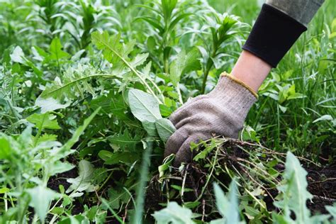 Mauvaises herbes dans un jardin