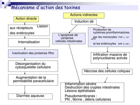 Schéma illustrant le mode d'action des toxines Cry dans l'intestin de l'insecte