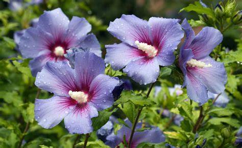 Illustration d'un jardin avec divers hibiscus en pleine floraison