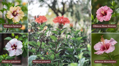 Diagramme comparatif des types d'hibiscus : syriacus, moscheutos, rosa-sinensis