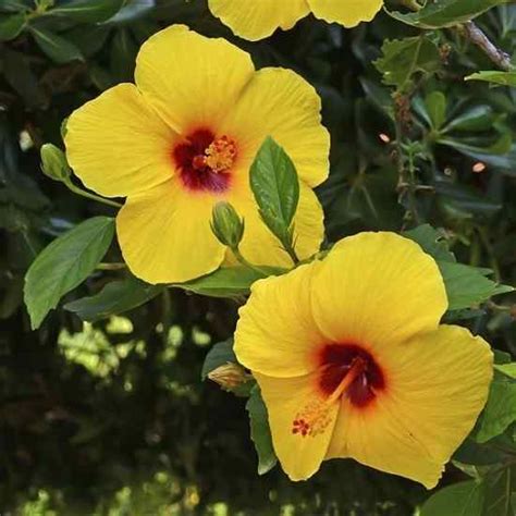 Galerie de photos des différentes variétés d'hibiscus mentionnées