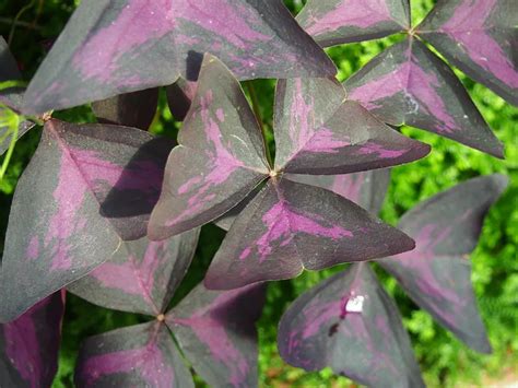 Feuillage d'Oxalis triangularis