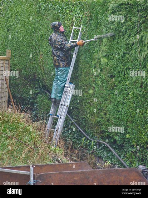 Jardinier travaillant sur une haie