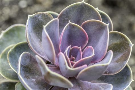 Echeveria aux feuilles rouges et bleues