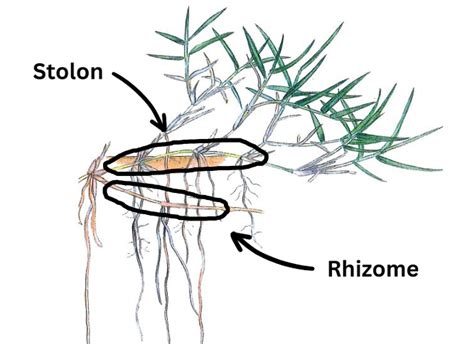 Diagramme comparatif entre un rhizome et un stolon