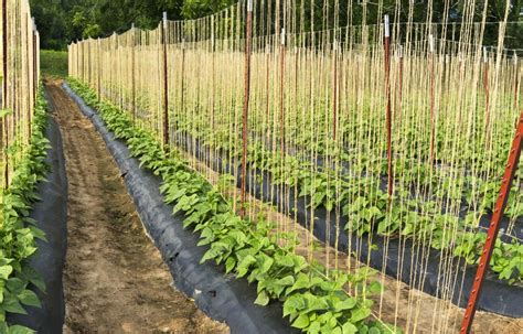 Plantation de rames pour haricots
