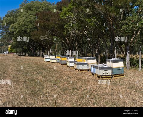 Paysage rural de Nouvelle-Zélande avec des ruches
