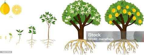 Système racinaire superficiel du citronnier