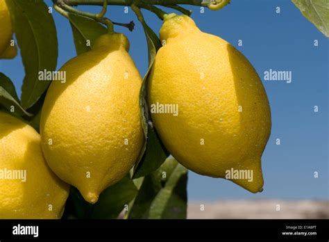 Citrons mûrs sur l'arbre