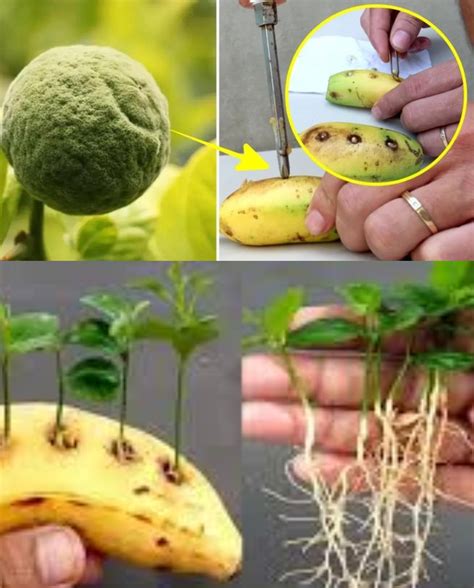 Graines de citron et jeunes pousses