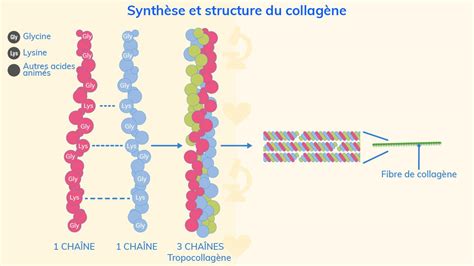 Structure du collagène et ses fonctions dans le corps humain