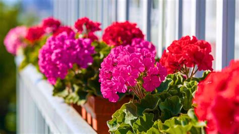 Géraniums en pleine floraison sur un balcon ensoleillé