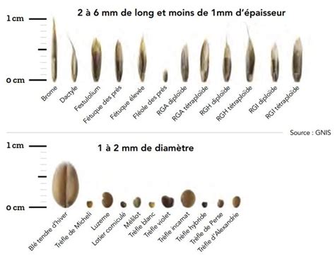 Infographie montrant la profondeur de semis idéale pour différentes tailles de graines