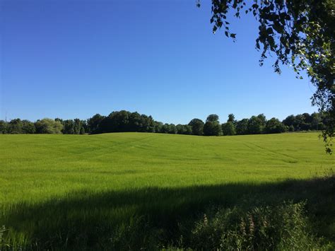 paysage avec pelouse tondue et zone de prairie